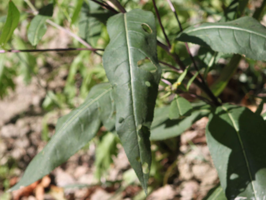 Senecio ovatus